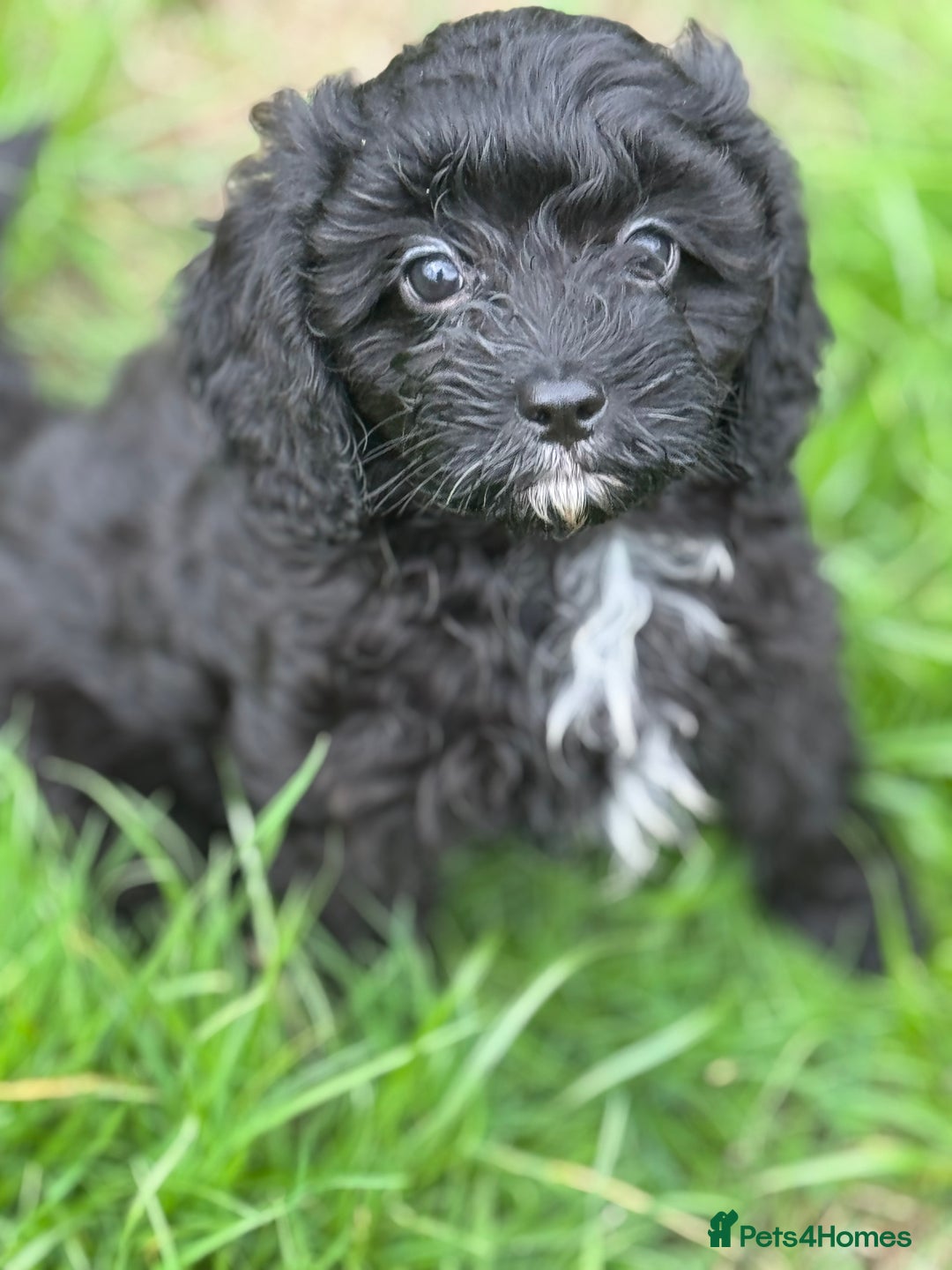 Cavapoo dogs for sale: Cavapoo F1 pups health tested parents  - Image 13