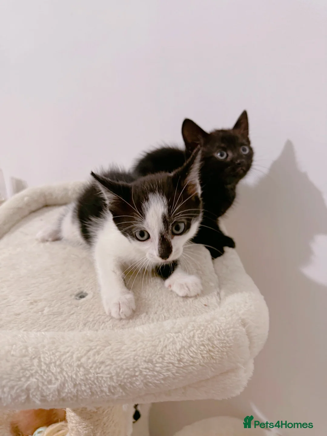 Mixed Breed cats for sale: Rome, full black male kitten - Advert 5