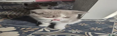British Shorthair Kitten 2