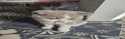 British Shorthair cats for sale:  british shorthairs ready now 2 boy 1 gril - Advert 10