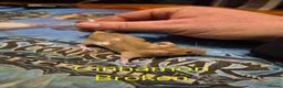 Mouse rodents for sale: 10 Cute Female Baby Fancy Mice - Advert 3