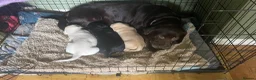 Labrador Retriever dogs for sale: Outstanding working kennel club puppies for sale in Cirencester - Advert 1