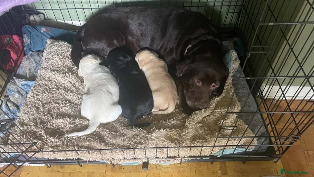 Labrador Retriever dogs for sale: Outstanding working kennel club puppies for sale in Cirencester - Advert 1