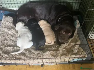 Labrador Retriever dogs Outstanding working kennel club puppies for sale - Advert 1
