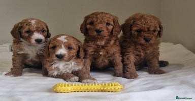 Cockapoo dogs - Advert 13