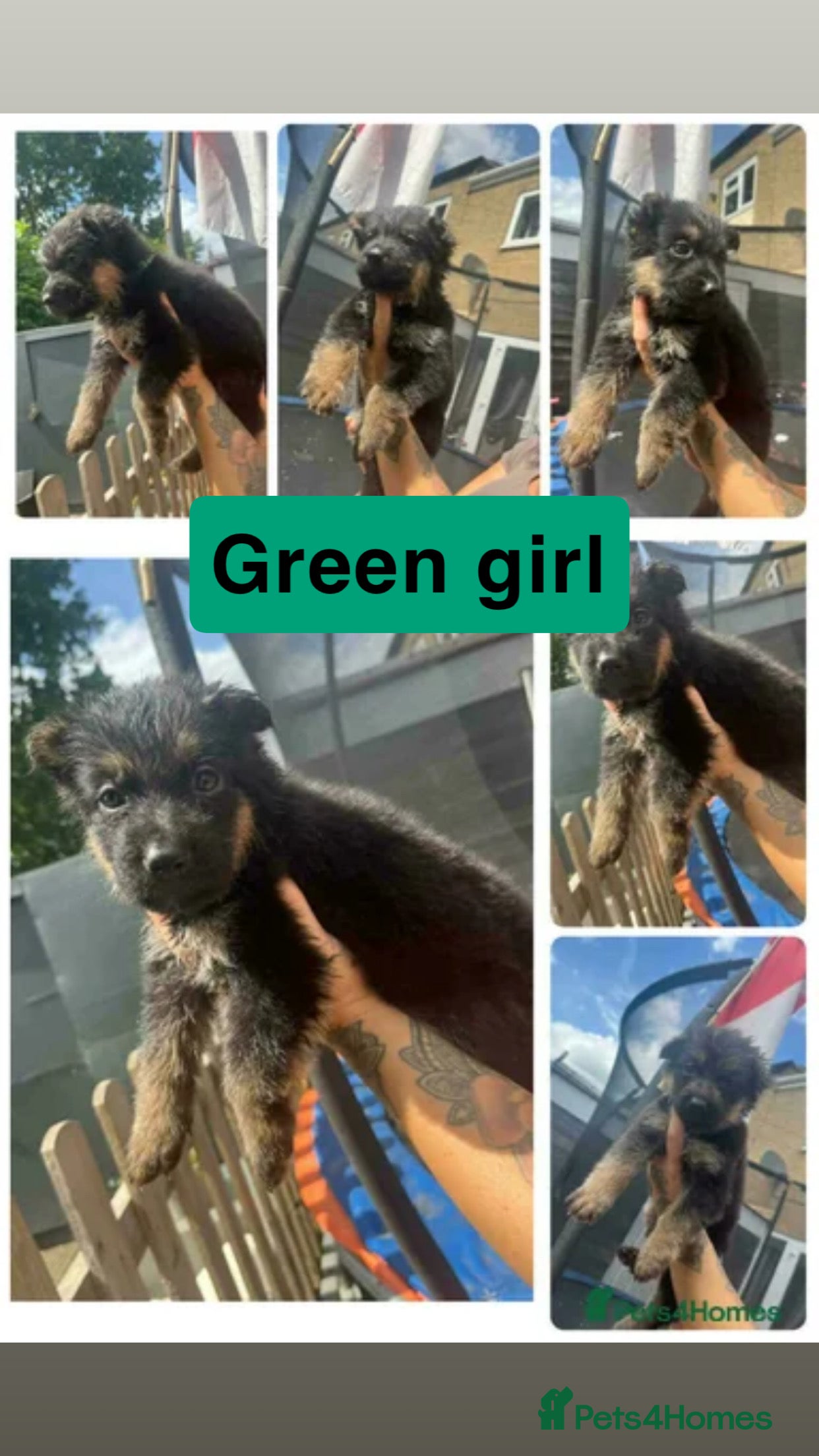 German Shepherd dogs German shepherd puppies for sale  - Advert 2