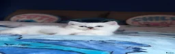 British Shorthair cats for sale: Beautiful Kittens for Sale – 3 Boys & 1 Girl 🐱💕 in Luton - Advert 28