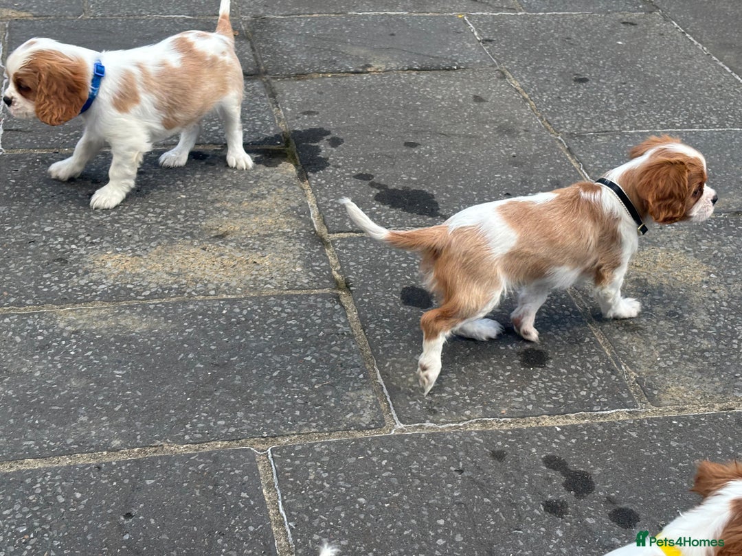 Cavalier King Charles Spaniel dogs for sale: Cavalier King Charles  - Image 9