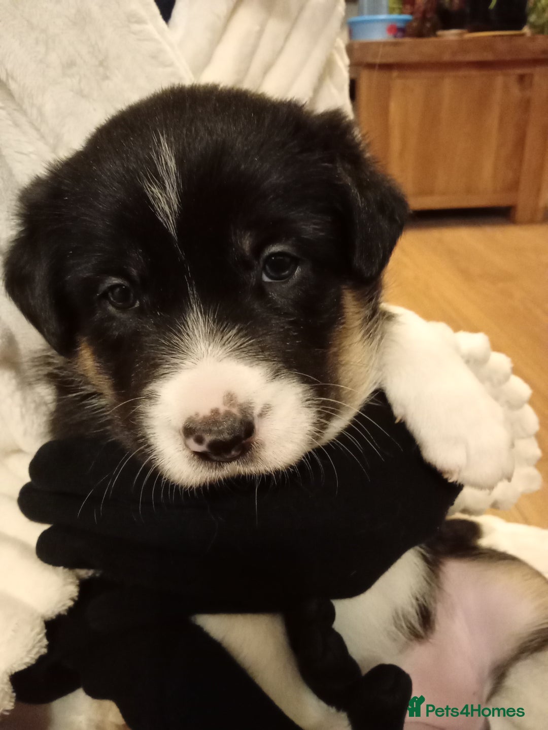 Border Collie dogs for sale: Border collie puppies for sale  - Advert 4