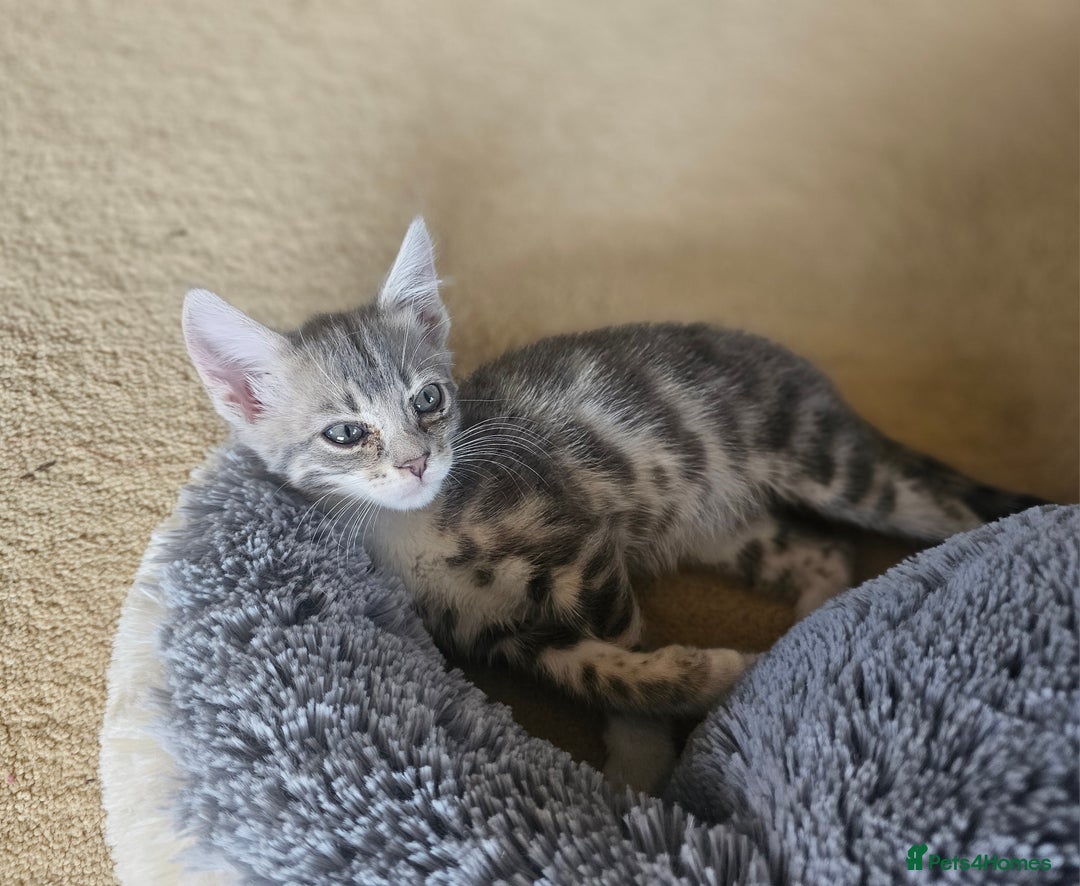 Bengal cats for sale: Bengal kittens. Absolutely beautiful!  - Image 3
