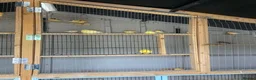 Canaries birds for sale: Mixed Canaries For Sale in Evesham - Advert 7