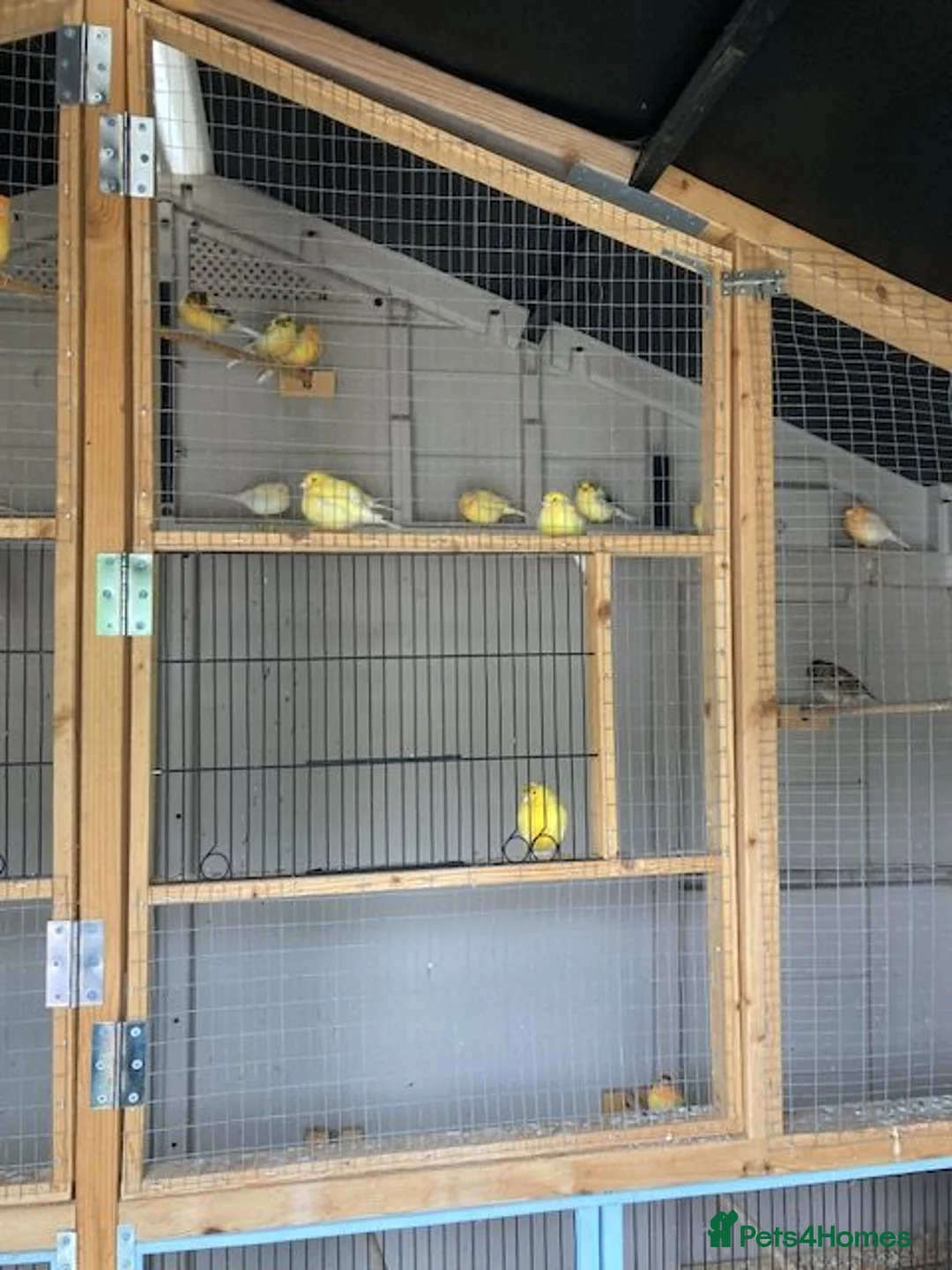 Canaries birds for sale: Mixed Canaries For Sale in Evesham - Advert 7