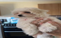 Maltipoo dogs for sale: One gorgeous girl available Korean maltipoos - Image 4