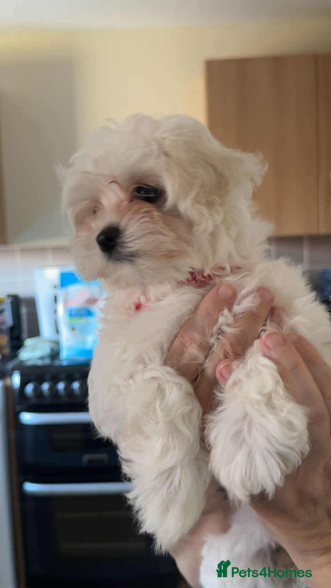 Maltipoo dogs for sale: One gorgeous girl available Korean maltipoos - Image 4