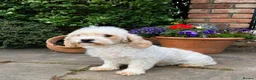 Cavapoochon dogs for sale: Beautiful Cavapoochon Puppies - Ready Now  - Advert 10