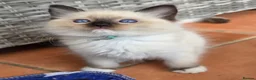 Ragdoll cats for sale: TICA/GCCF registered ragdoll kittens - Advert 10