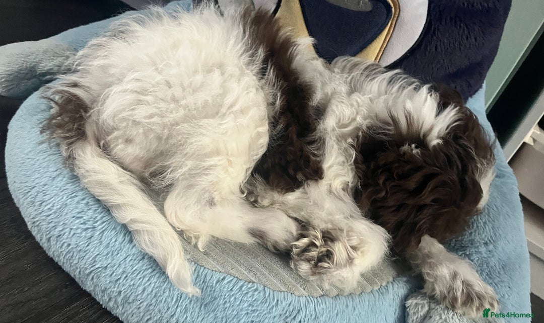 Cockapoo dogs for sale: 11 week old, Female Cockapoo puppy for rehoming - Advert 14