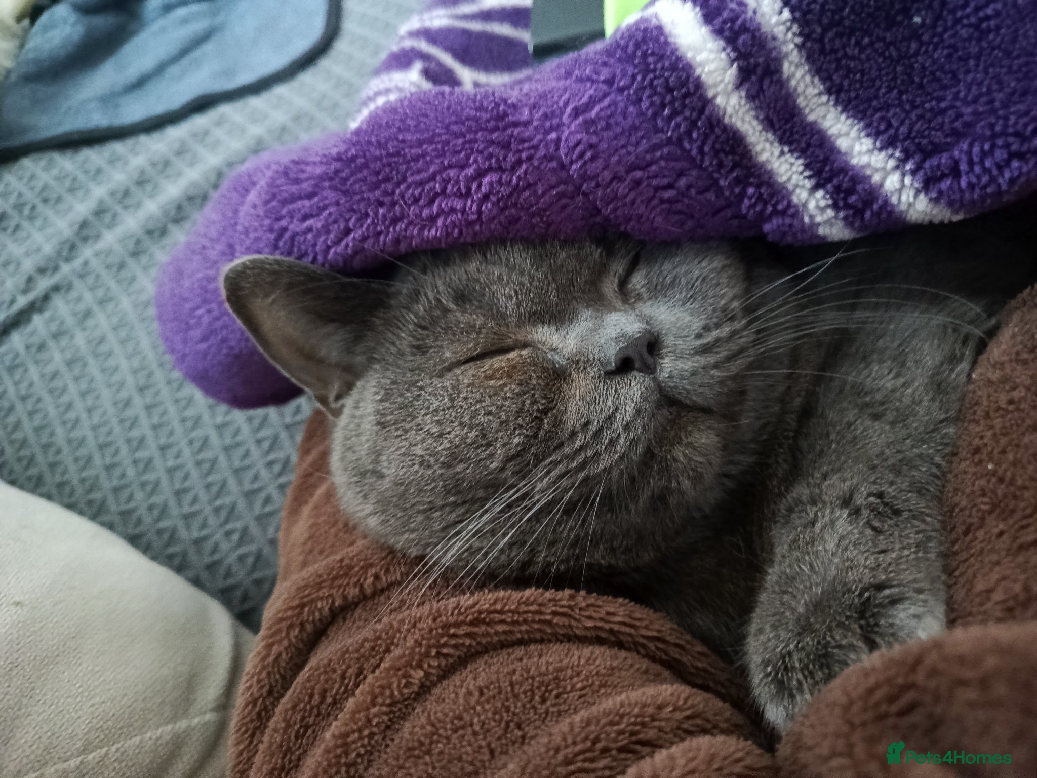 British Shorthair cats Pure British shorthair female - Advert 2