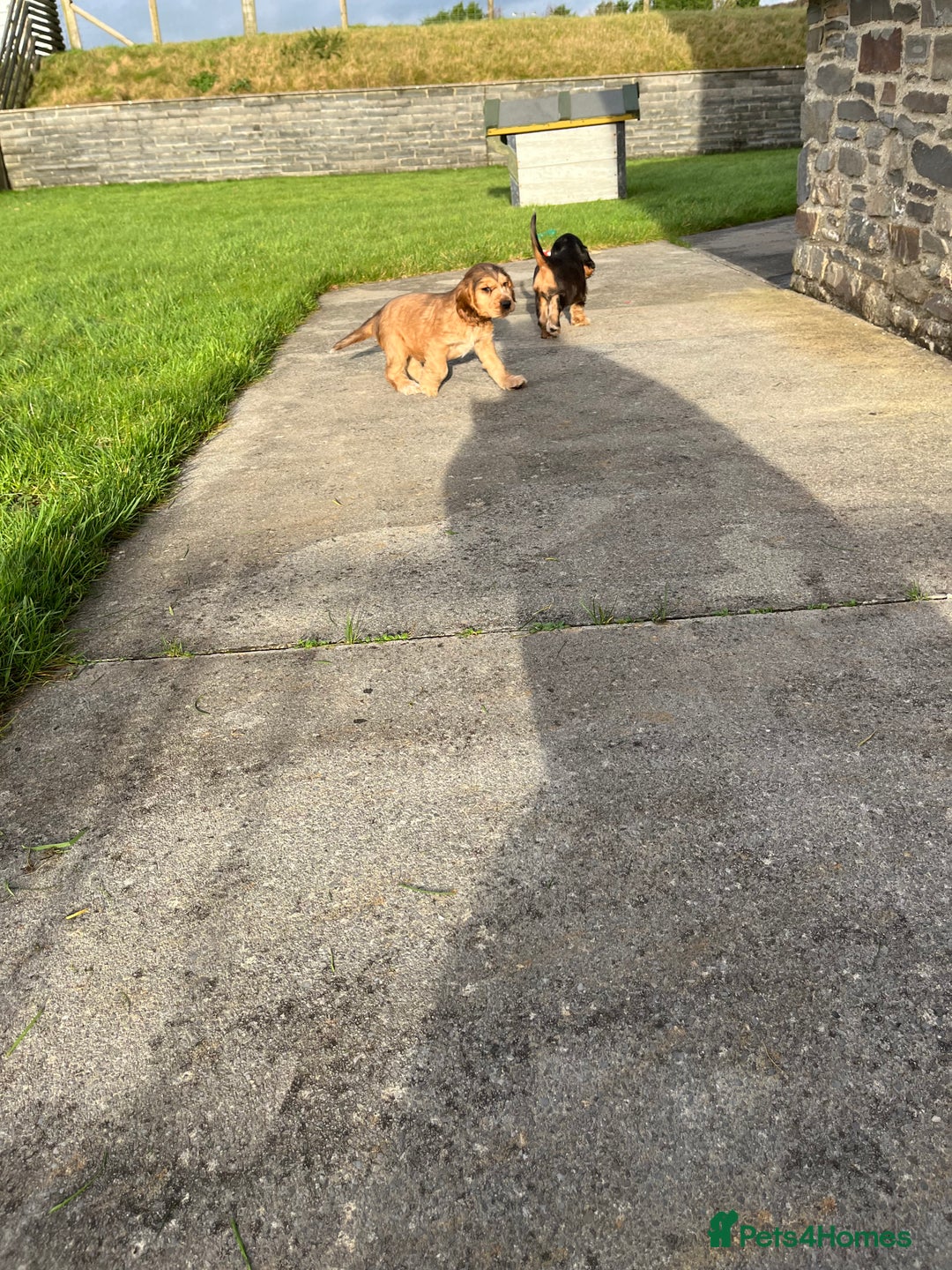 Cocker Spaniel dogs for sale: Health tested KC reg low co eff show type cockers - Advert 18