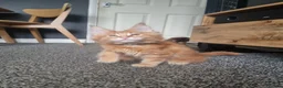 Maine Coon cats for sale: TICA REG. MAINE COON KITTENS  - Advert 27