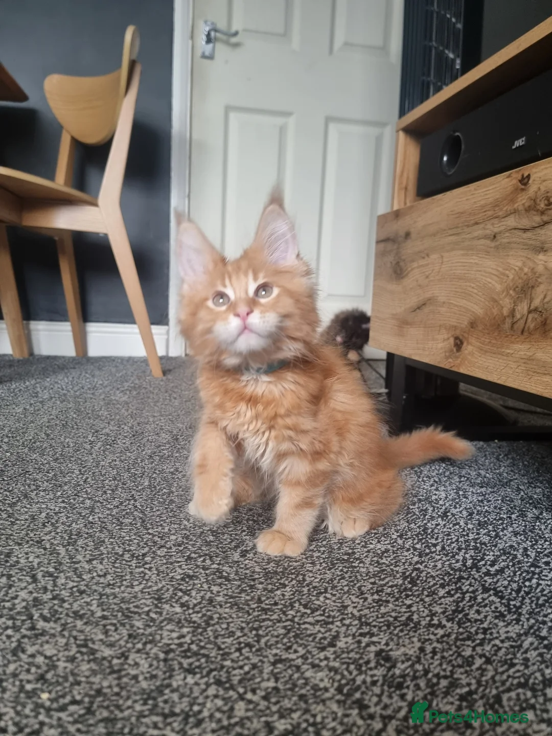 Maine Coon cats for sale: TICA REG. MAINE COON KITTENS  - Advert 27