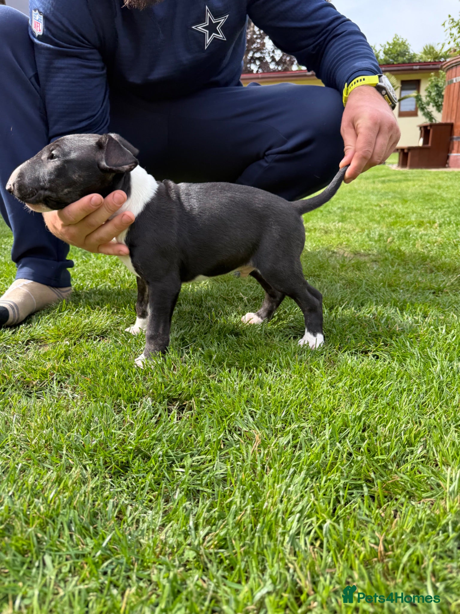 English Bull Terrier dogs English bull terrier Boy - Advert 6