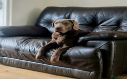 Labrador Retriever dogs for stud: Silver Labrador boy for stud  - Image 4