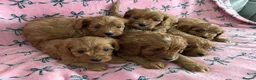 Cavapoo dogs for sale: Beautiful Cavapoo pups - Advert 3
