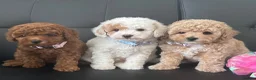 Maltipoo dogs for sale: 🐶 3 Gorgeous Toy Maltipoo Puppies For Sale 🐶 - Advert 27
