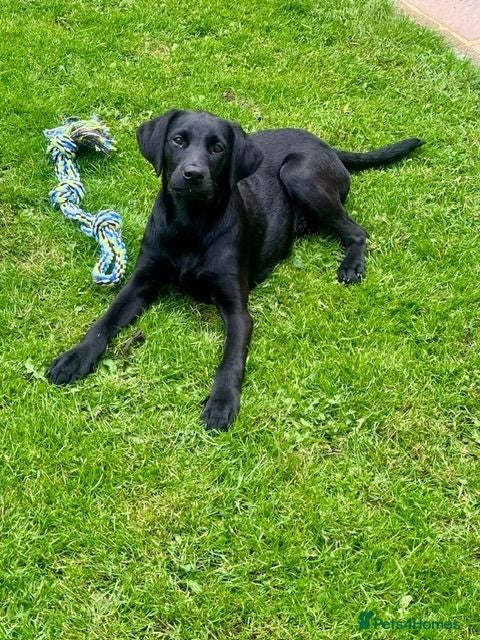 Labrador Retriever dogs Male Black Labrador Puppy — Active Home Wanted - Advert 2