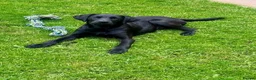 Labrador Retriever dogs for sale: Male Black Labrador Puppy — Active Home Wanted in Ilkley - Advert 1