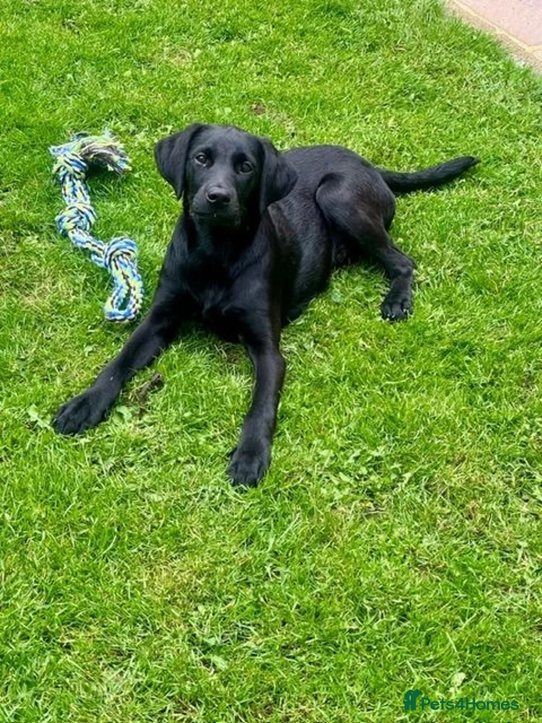 Labrador Retriever dogs for sale: Male Black Labrador Puppy — Active Home Wanted in Ilkley - Advert 1
