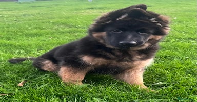 German Shepherd dogs - Advert 16