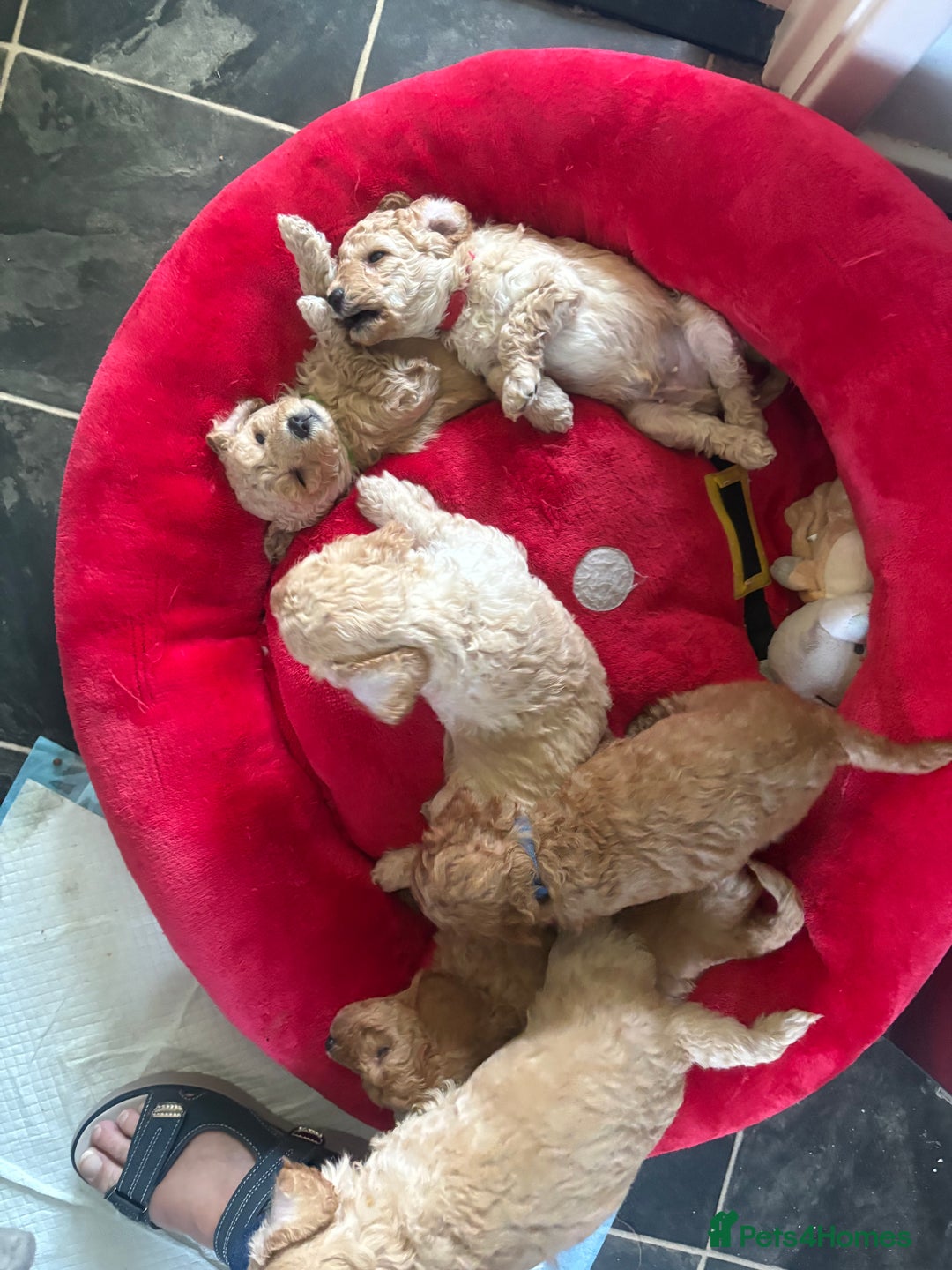 Toy Poodle dogs for sale: Stunning litter of Toy Poodles - Image 27