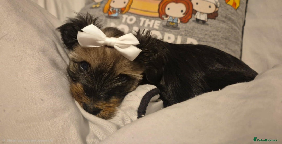 Yorkshire Terrier dogs for sale: Adorable Female Yorkie Puppy Looking for a Home 🌸 - Advert 6
