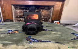 Labrador Retriever dogs for sale: Kc black Labrador puppies - Advert 11