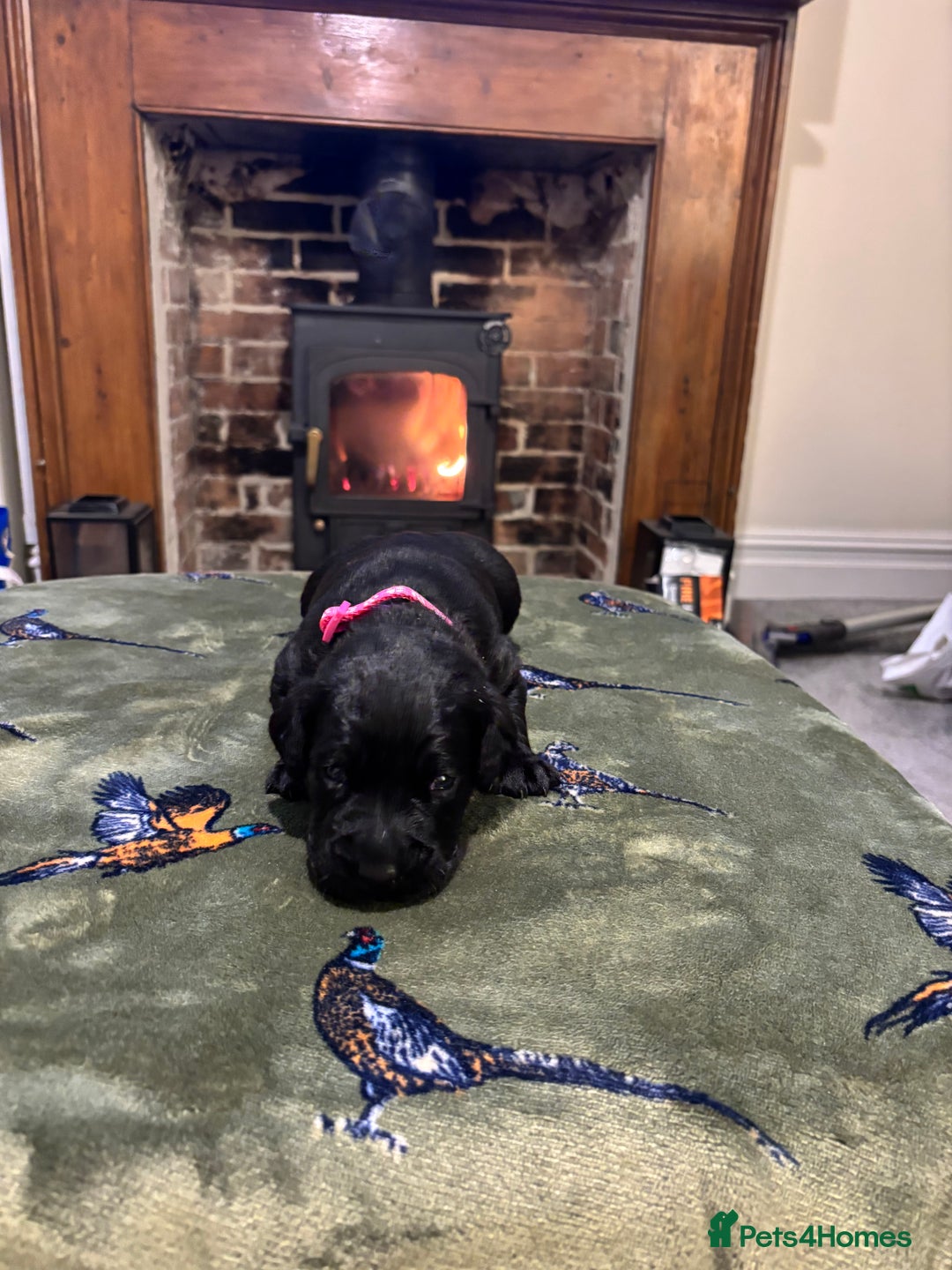 Labrador Retriever dogs for sale: Kc black Labrador puppies - Advert 11