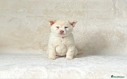 Chow Chow dogs for sale: Exotic colour chowsky puppies for sale  - Image 18