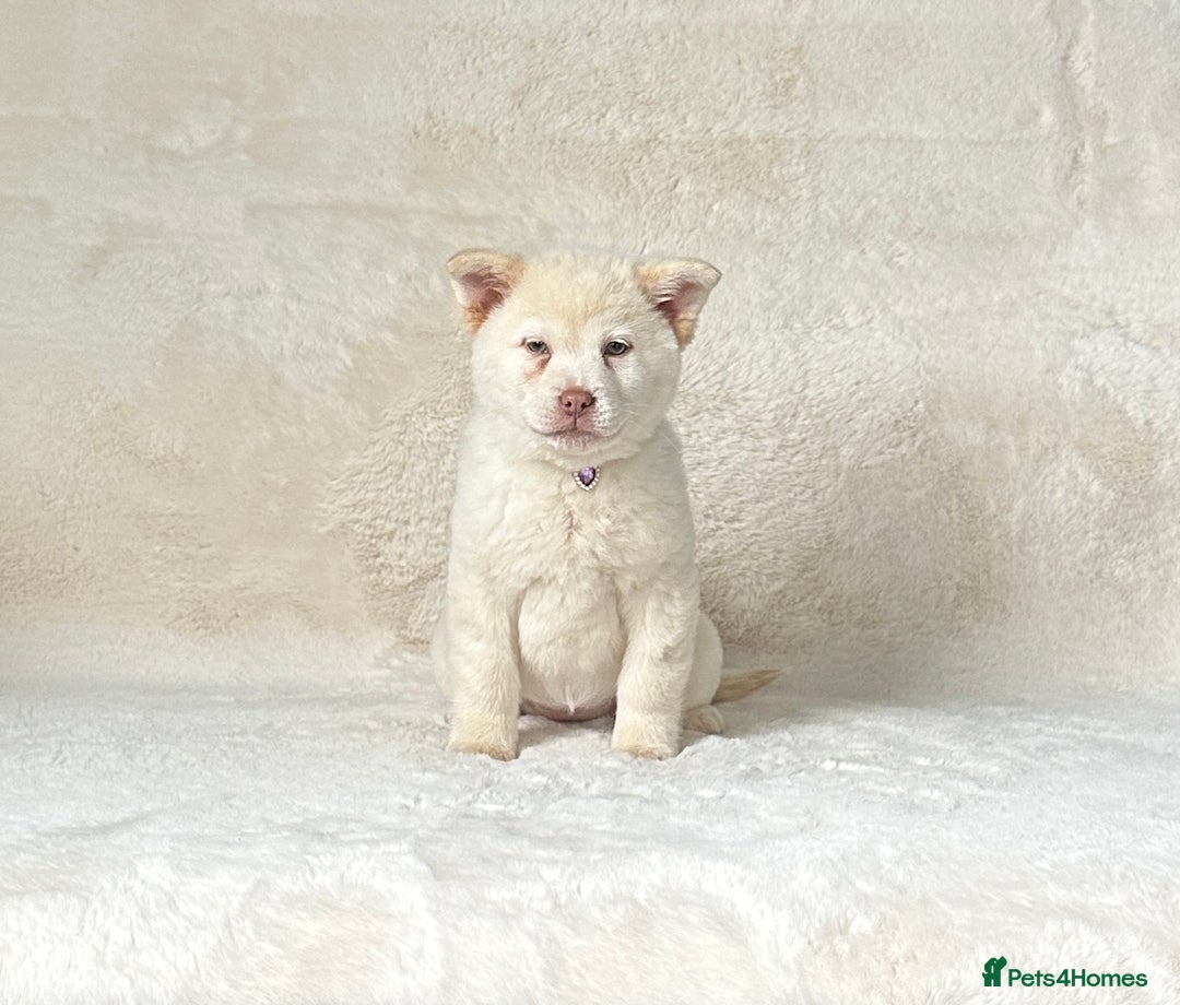 Chow Chow dogs for sale: Exotic colour chowsky puppies for sale  - Image 18