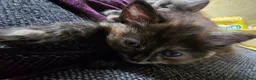 Mixed Breed cats for sale: Mixed Breed / Half Ragdoll Kittens for Sale in Weston-super-Mare - Advert 6