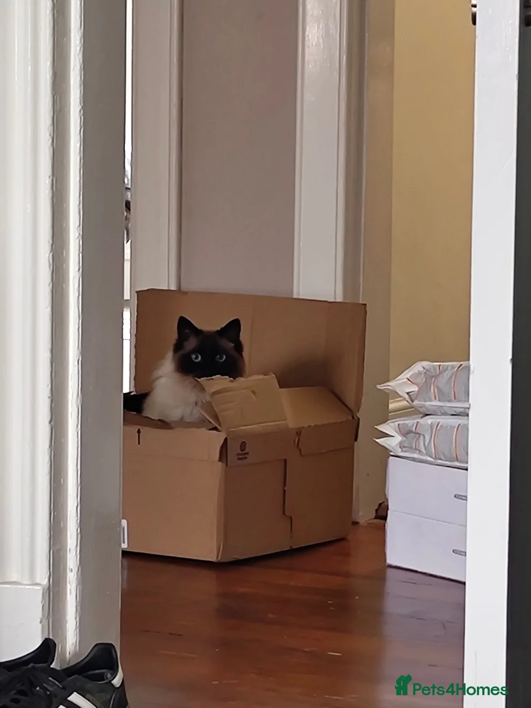 Ragdoll cats for sale: Male ragdoll looking for loving home - Advert 2