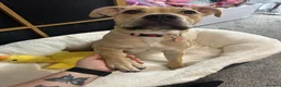 Mixed Breed dogs for sale: Staff x Cane Corso 8 months old  - Advert 4