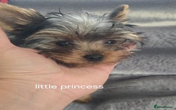 Yorkshire Terrier dogs for sale: Tiny gorgeous baby yorkies  - Image 31