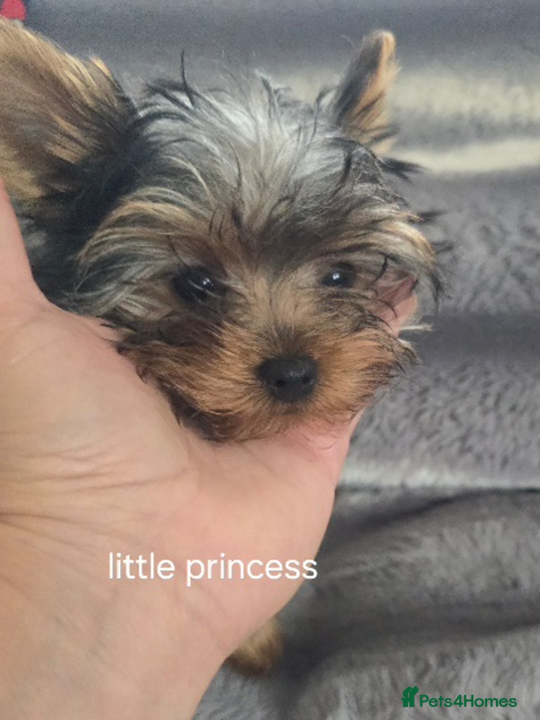 Yorkshire Terrier dogs for sale: Tiny gorgeous baby yorkies  - Image 31
