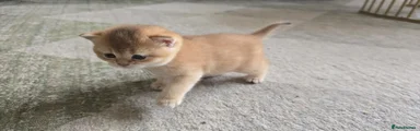 British Shorthair Kitten 3