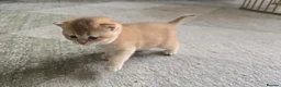 British Shorthair cats for sale: Beautiful Uniquely British Shorthair Kittens 🐾 - Advert 5