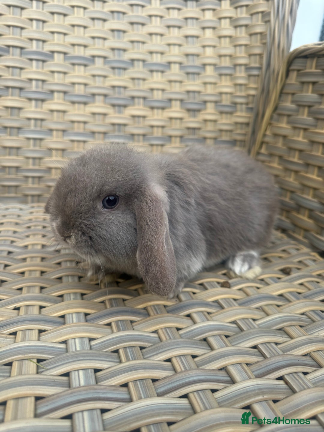 Mini Lop rabbits for sale: 2 Pretty female mini lop sisters. - Advert 13