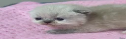 Exotic cats for sale: 3 beautiful quality exotic kittens - Advert 17