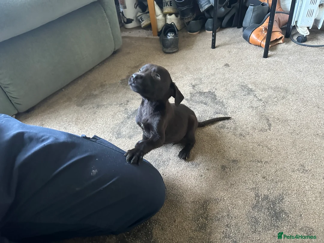 Mixed Breed dogs for sale: Puppies - Advert 14