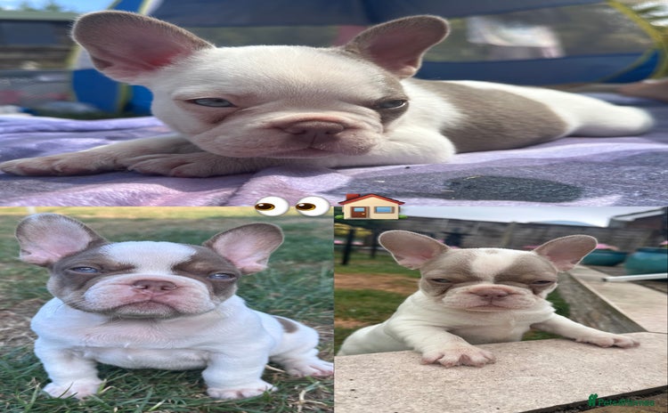 French Bulldog dogs - Advert 5